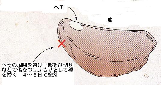 アサガオの種まき アサガオ 花の育て方